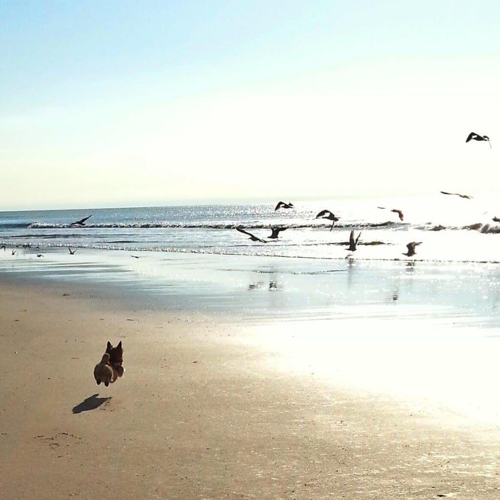 Reddit Dog Seagull